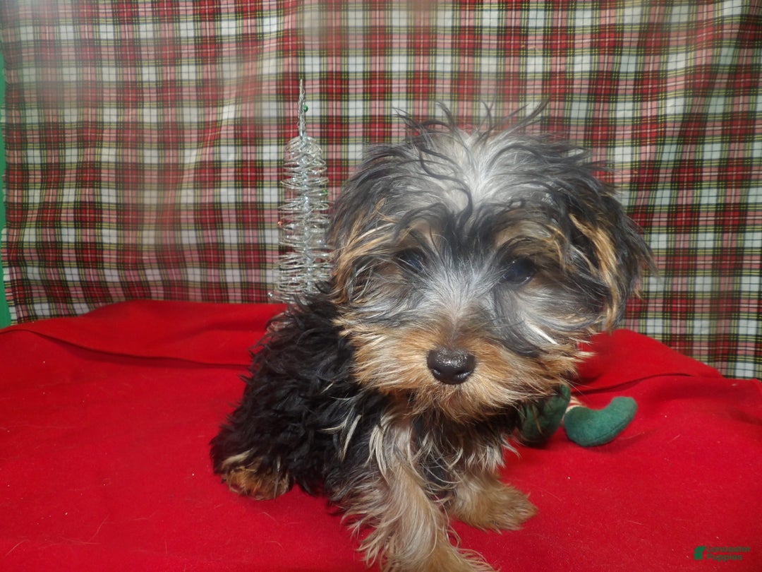 Yorkshire Terrier dogs for sale: Ace - Ad 4