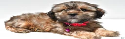 Shorkie dogs for sale: Pansy - Ad 2