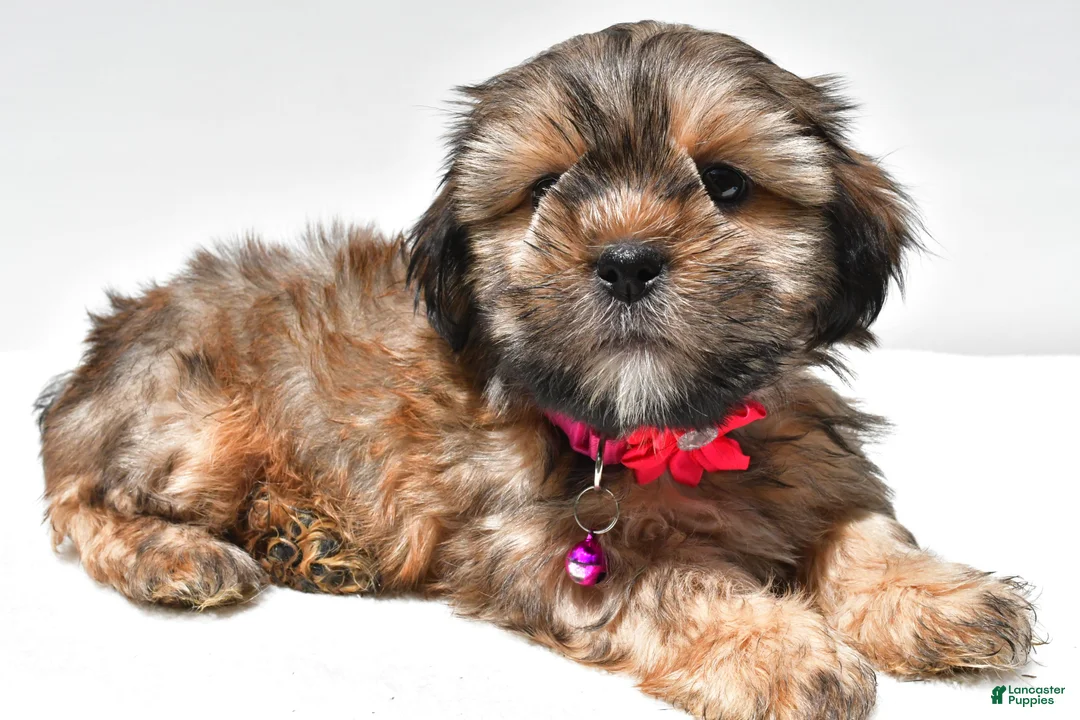 Shorkie dogs for sale: Pansy - Ad 2