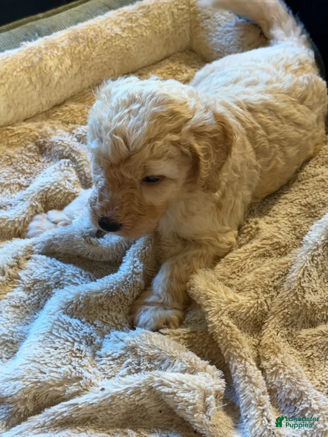 Goldendoodle dogs for sale: Boy 2 - Ad 1