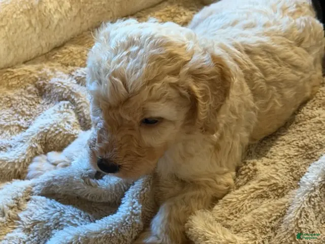 Goldendoodle dogs Boy 2 - Ad 38