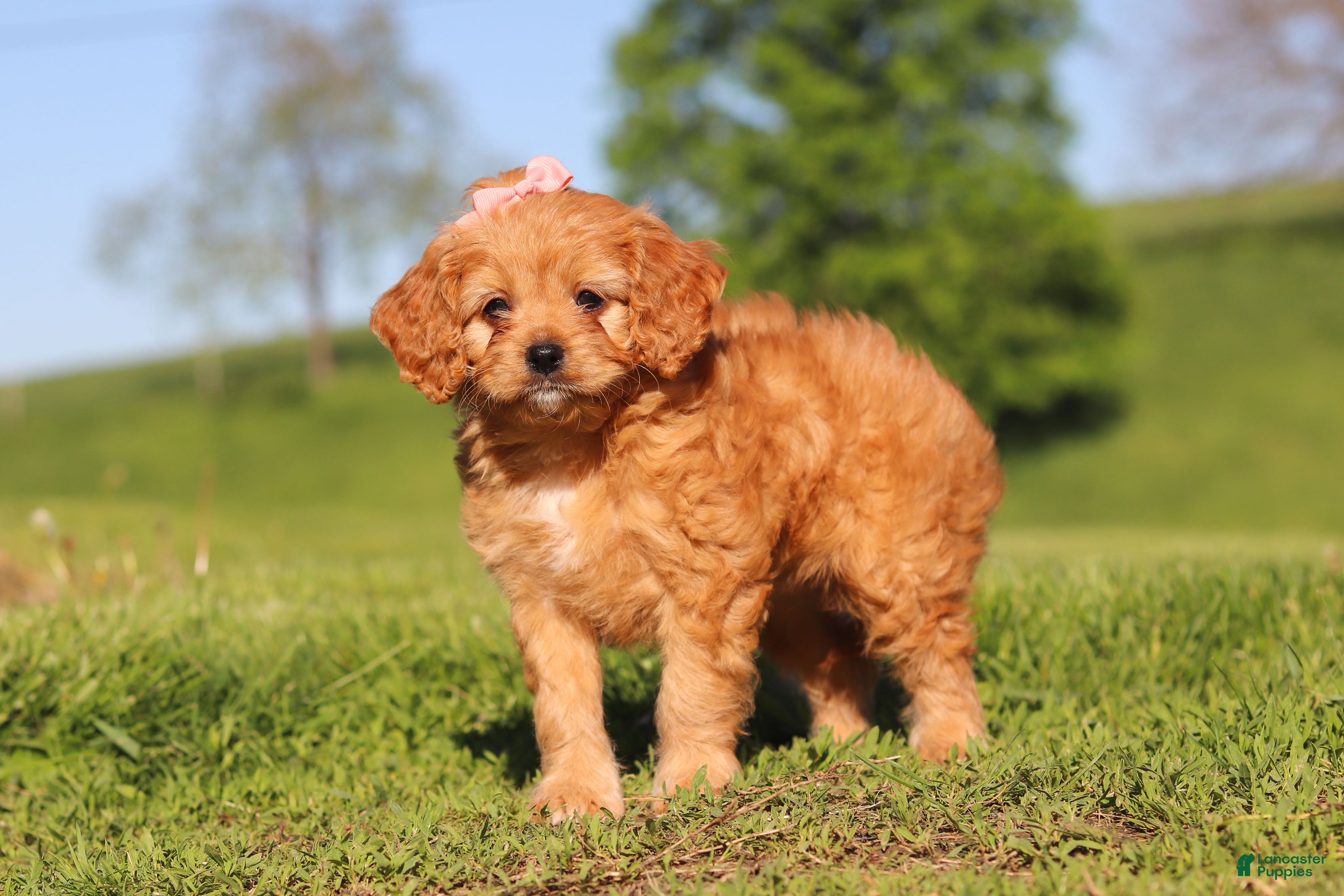 Cavapoo dogs Elsa - Ad 2