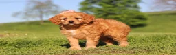 Cavapoo dogs for sale: Elsa - Ad 2