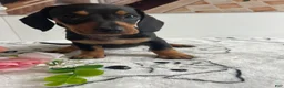 Miniature Dachshund dogs for sale: Daisy - Ad 2