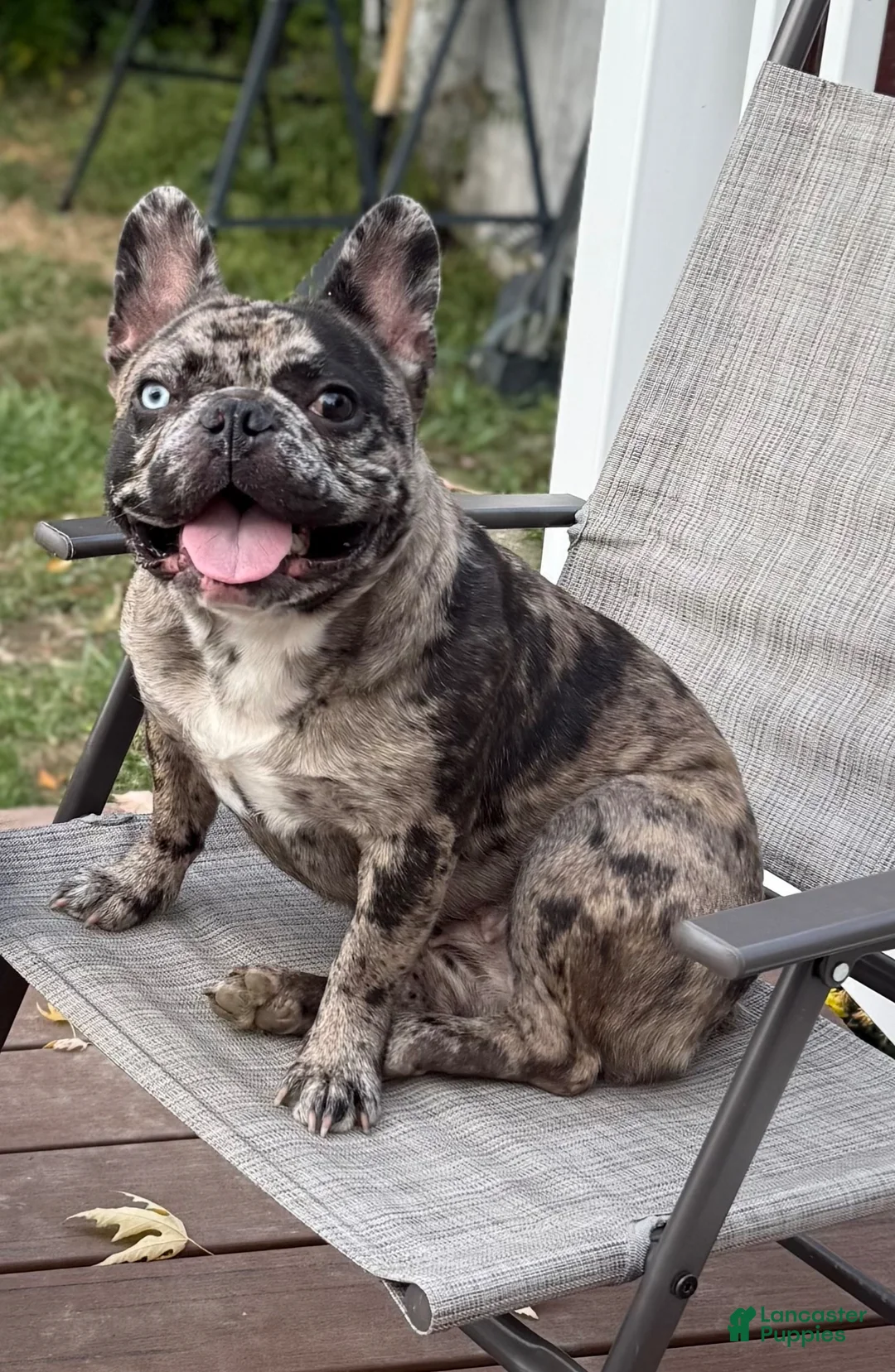French Bulldog dogs for sale: French Bulldog Puppy 1 - Ad 2