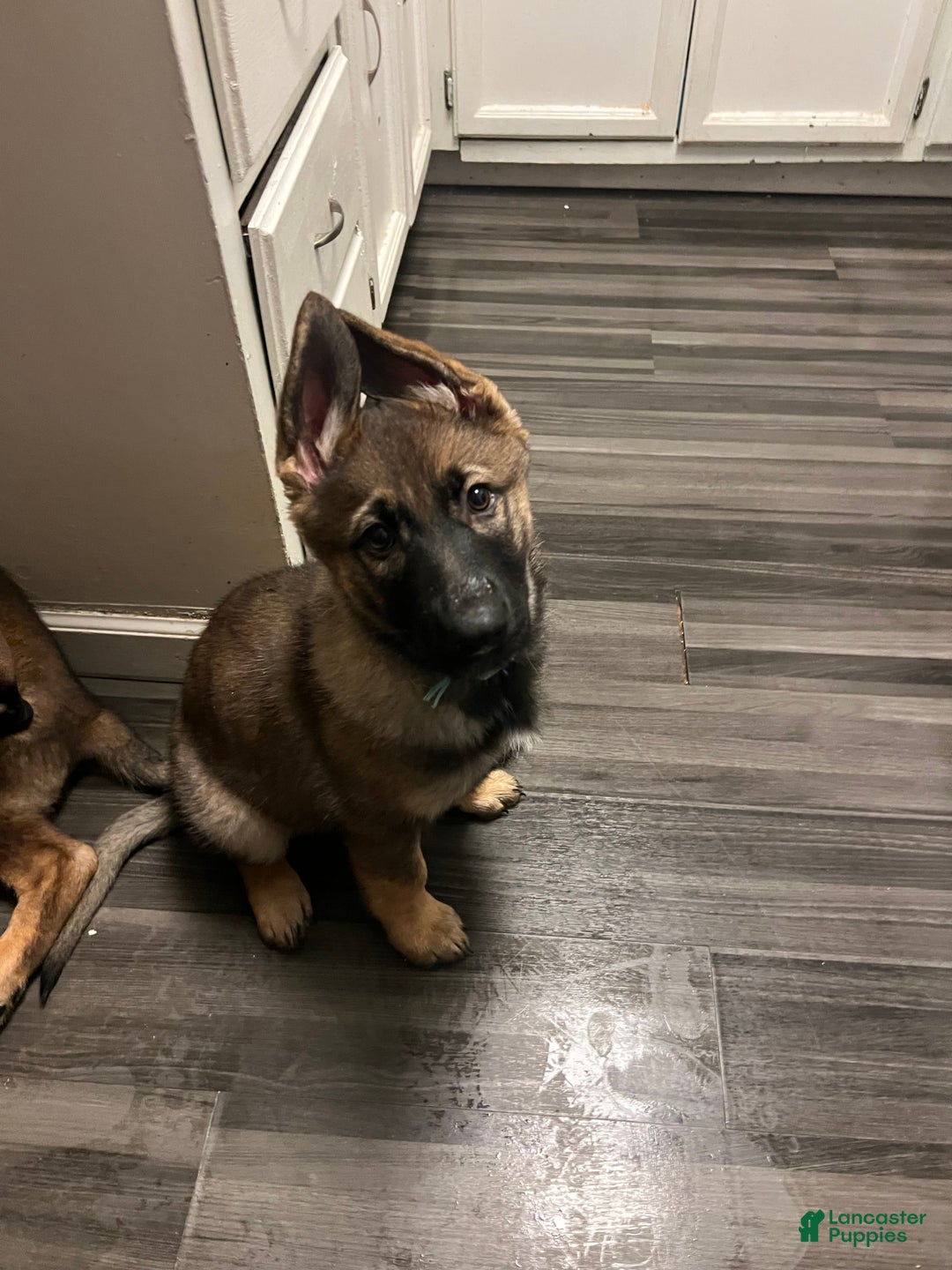 German Shepherd dogs for sale: German Shepherd Puppy 6 - Ad 2