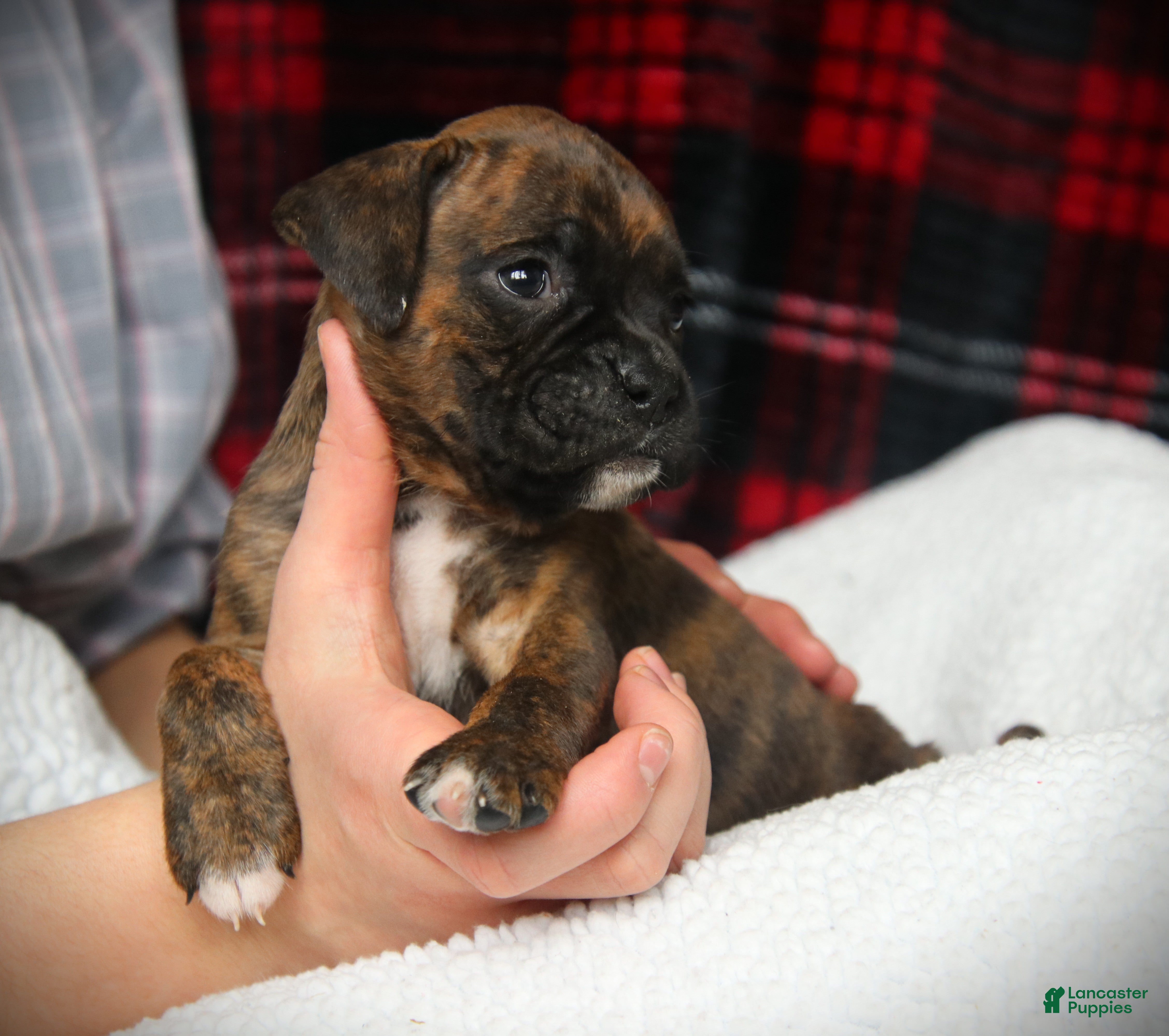 Boxer dogs Zoey - Ad 2