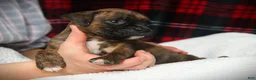 Boxer dogs for sale: Zoey - Ad 2
