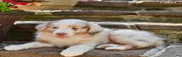 Australian Shepherd dogs for sale: Laker - Ad 1