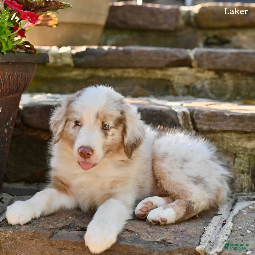 Australian Shepherd dogs for sale: Laker - Ad 1
