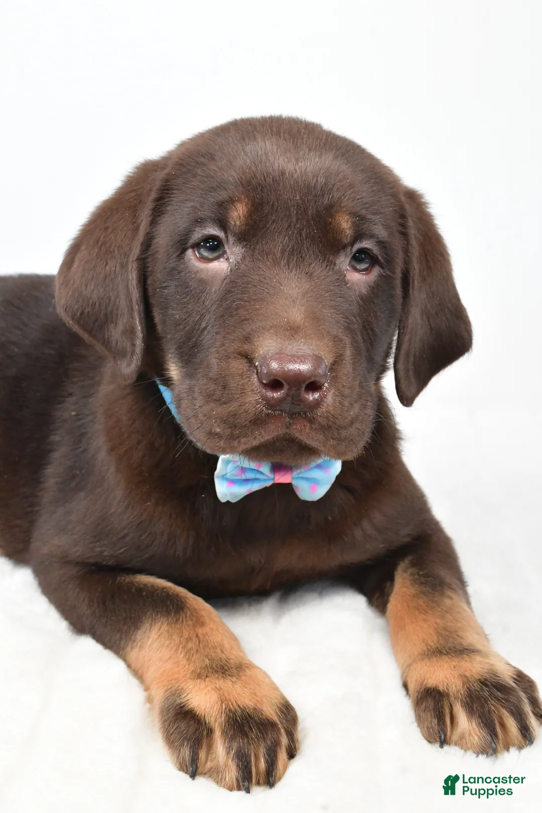 Labrador Retriever dogs for sale: Mac - Ad 5