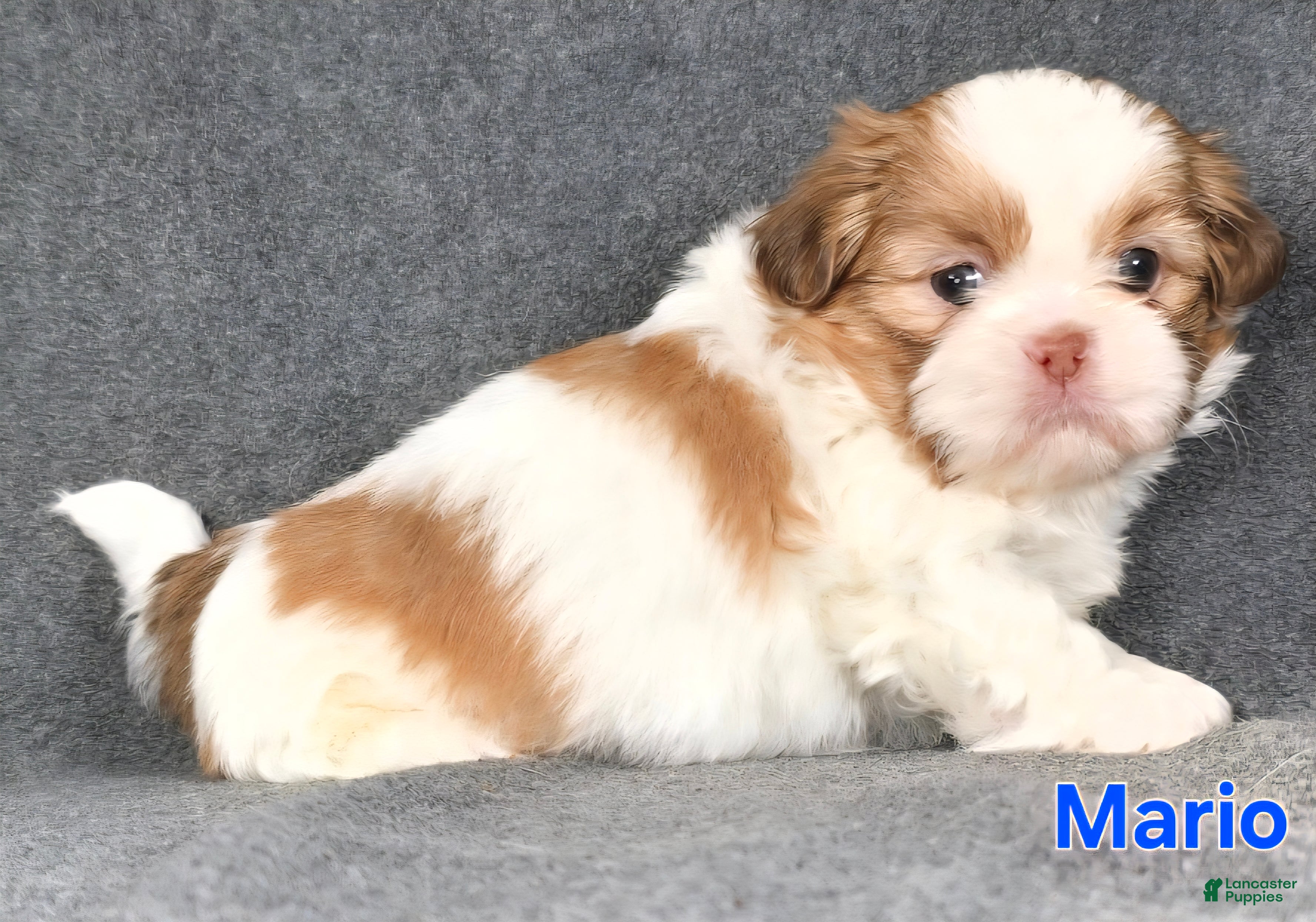 Shih Tzu dogs Mario - Ad 22