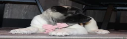 Akita dogs for sale: AKC Luna - Ad 9