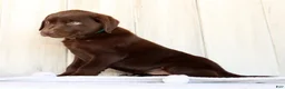 Labrador Retriever dogs for sale: Rusty - Ad 8