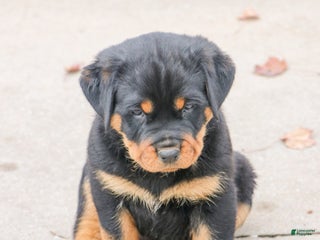Rottweiler dogs Emmie - Ad 16