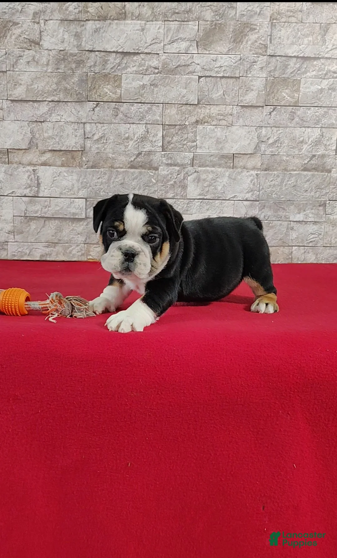 English Bulldog dogs for sale: Silas - Ad 1