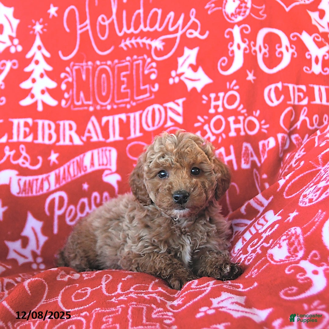 Mini Goldendoodle dogs for sale: Elf - Ad 4