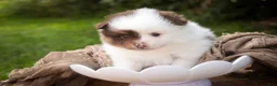 Pomeranian dogs for sale: Kibbles Pomeranian  - Ad 7