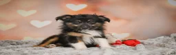 Miniature Australian Shepherd dogs for sale: Alice - Ad 3