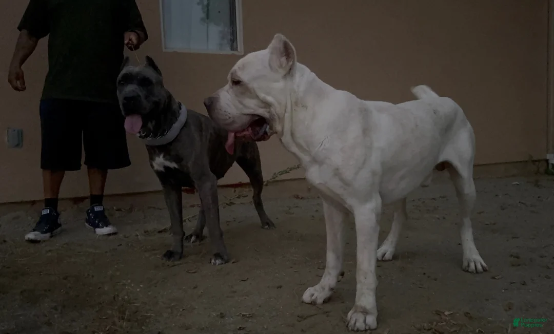 Cane Corso dogs for sale: Athena - Ad 6