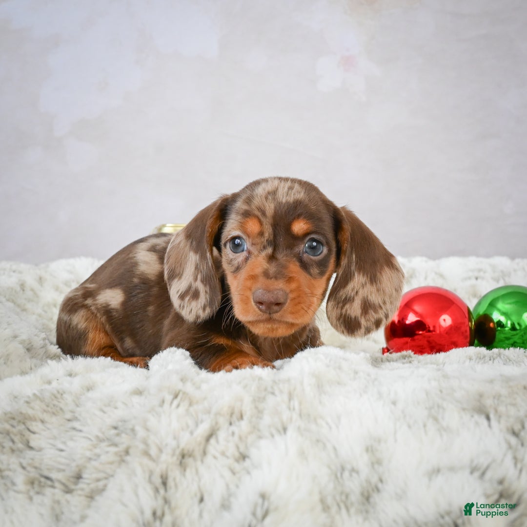 Miniature Dachshund dogs for sale: Mateo - Ad 5