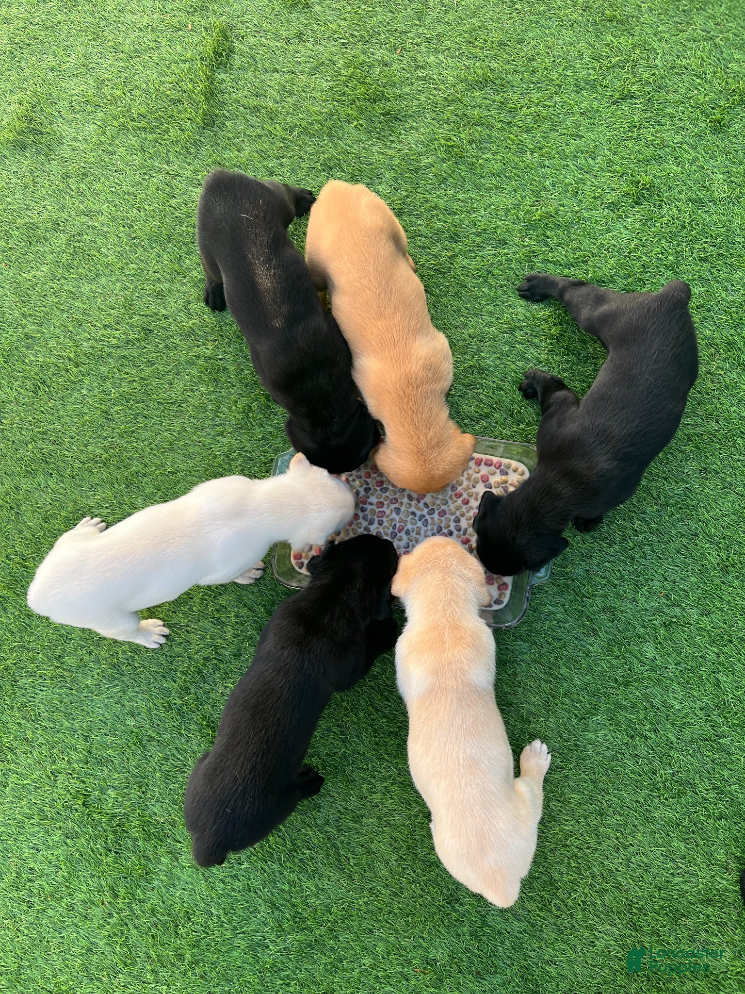 Labrador Retriever dogs for sale: Brioche Yell Male - Ad 4
