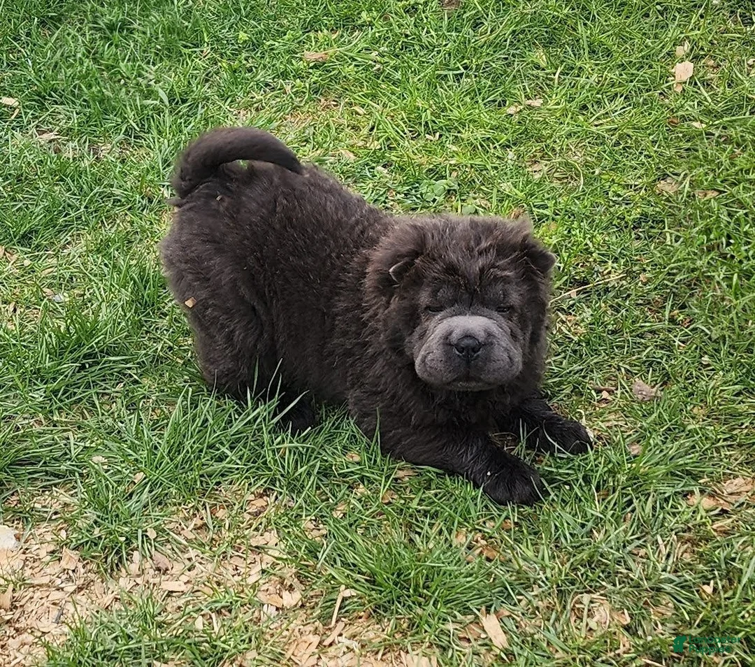 Shar Pei dogs for sale: Blue bear mini - Ad 2