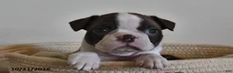 Boston Terrier dogs for sale: Becky - Ad 4