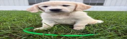 Golden Retriever dogs for sale: Dolly  - Ad 2