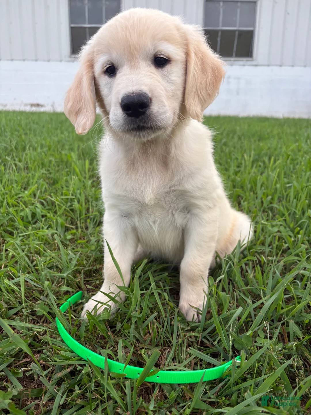Golden Retriever dogs for sale: Dolly  - Ad 2