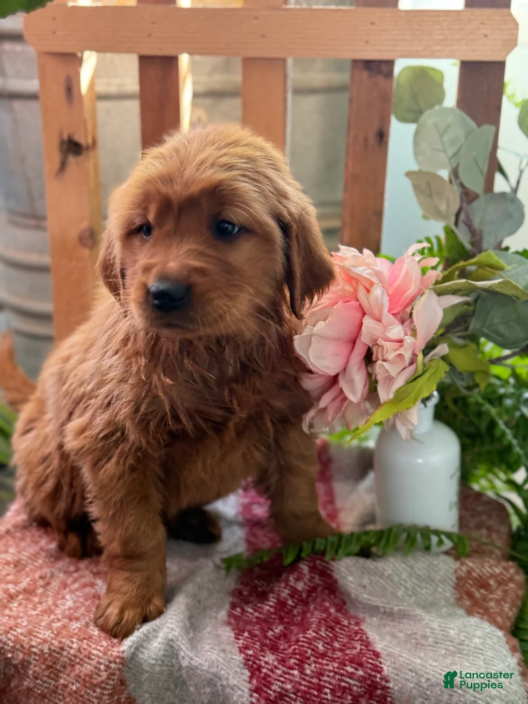 Golden Retriever dogs for sale: Redd - Ad 9