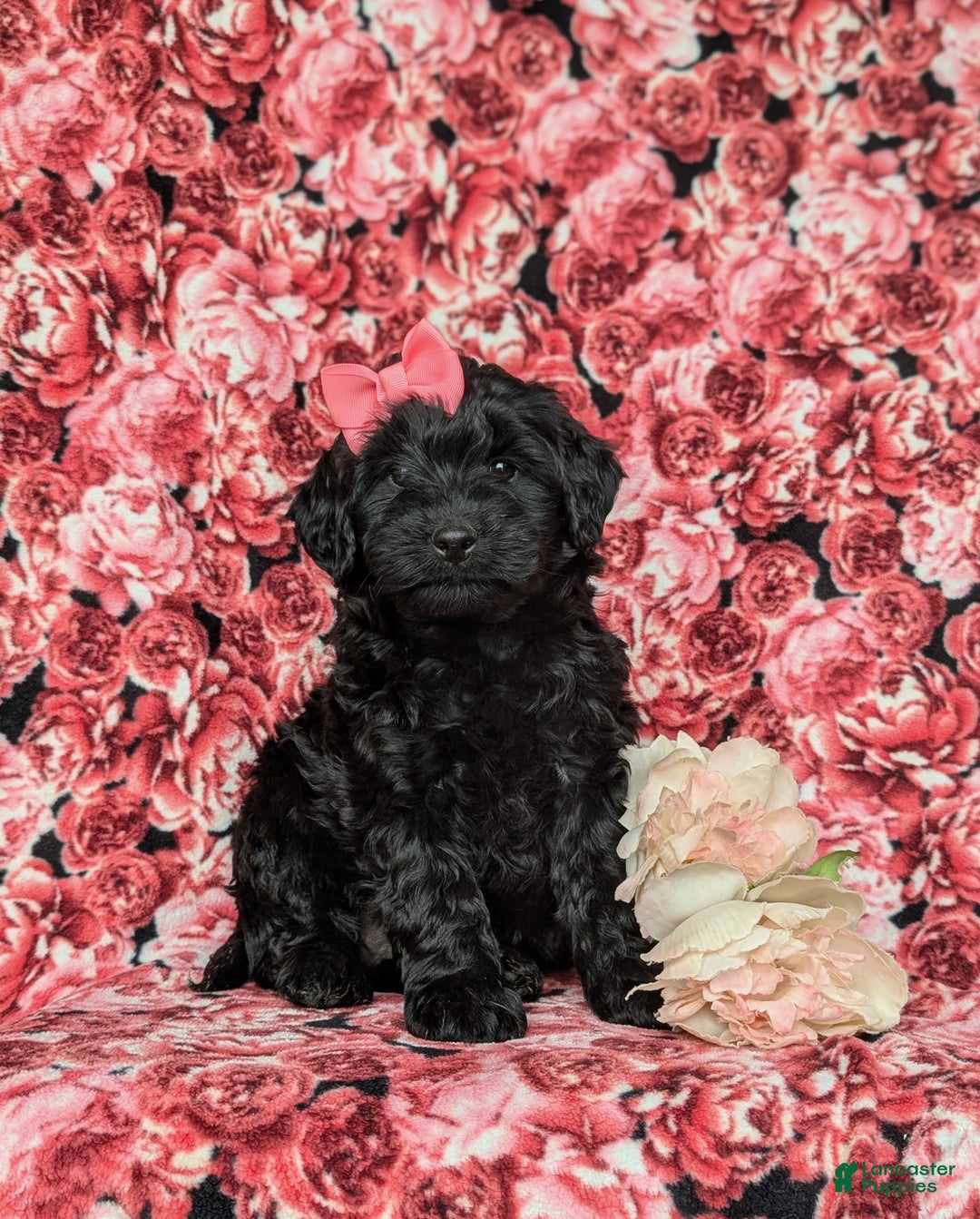 Labradoodle dogs for sale: Adelle Hypoallergenic - Ad 3