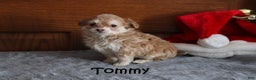 Miniature Poodle dogs for sale: Tommy - Ad 4