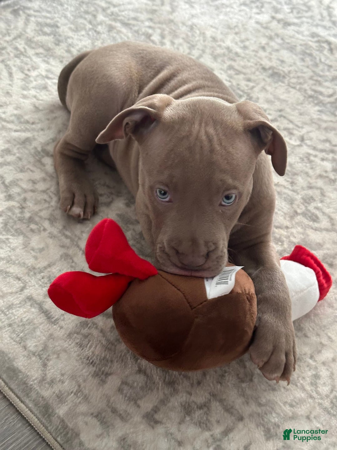 Gallery Image {{count}}