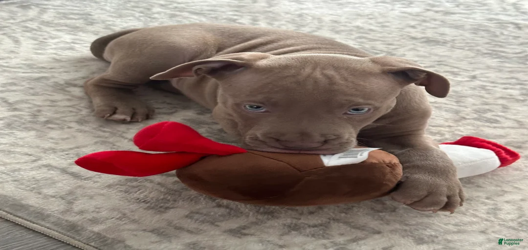 Gallery Image {{count}}