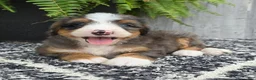 Mini Bernedoodle dogs for sale: Mini Daisy - Ad 5