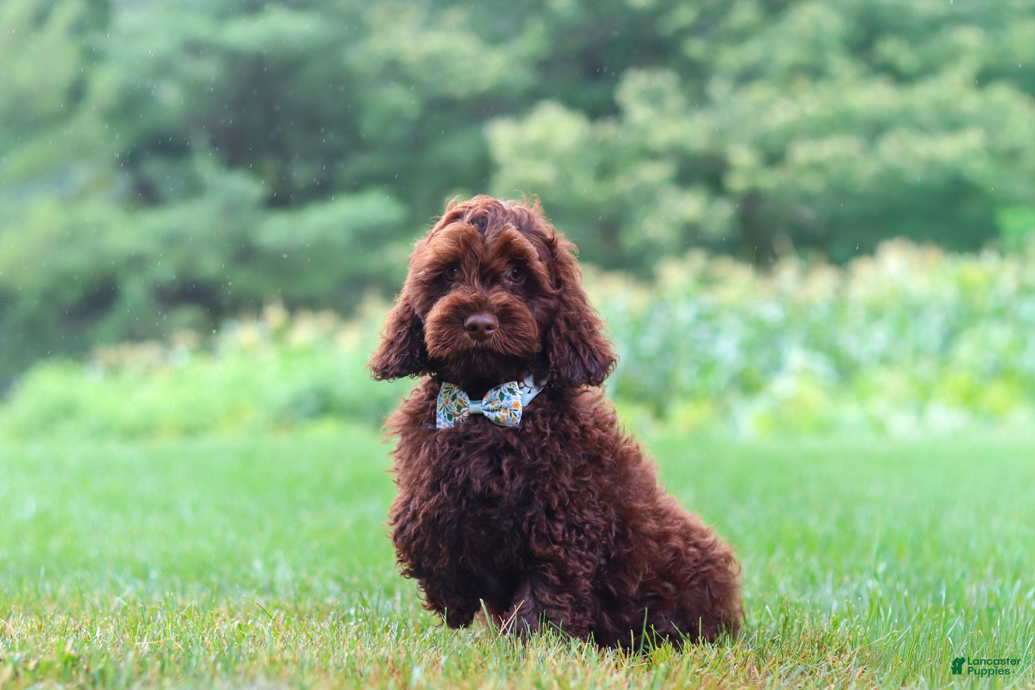 Cockapoo dogs Sammie - Ad 1