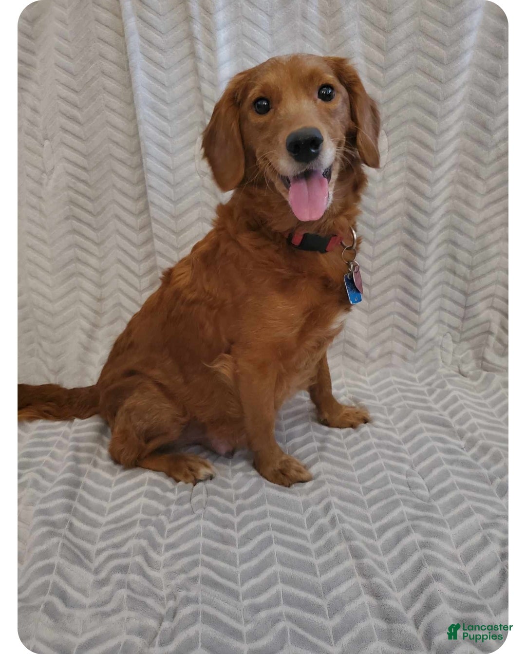 Mini Goldendoodle dogs for sale: Jet - Ad 7