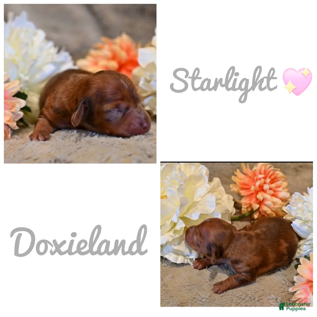 Miniature Dachshund dogs for sale: Starlight - Miniature Dachshund Puppy 💖 - Ad 1