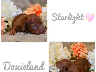 Miniature Dachshund dogs Starlight - Miniature Dachshund Puppy 💖 - Ad 36