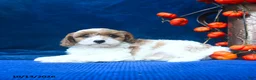 Cavapoo dogs for sale: Jaxon  - Ad 4