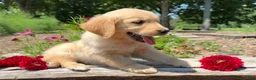 Golden Retriever dogs for sale: Emily - Ad 2