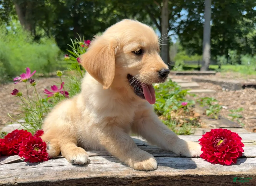 Golden Retriever dogs for sale: Emily - Ad 2