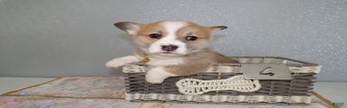 Welsh Corgi Pembroke Puppy 4 Retha