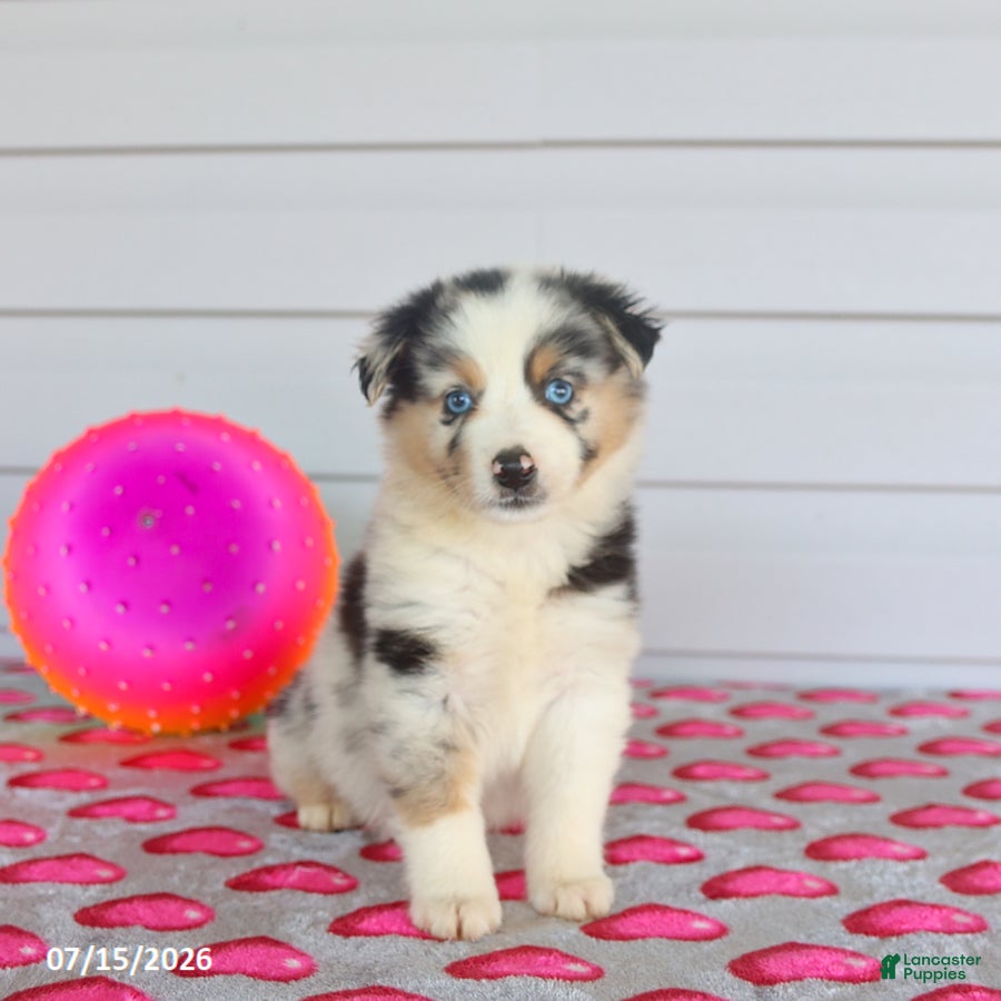 Miniature Australian Shepherd dogs Ace - Ad 2