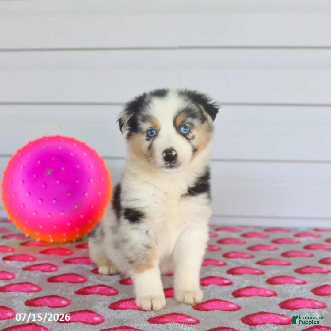 Miniature Australian Shepherd dogs for sale: Ace - Ad 2