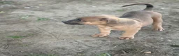 American Bully dogs for sale: Little Fellah - Ad 6