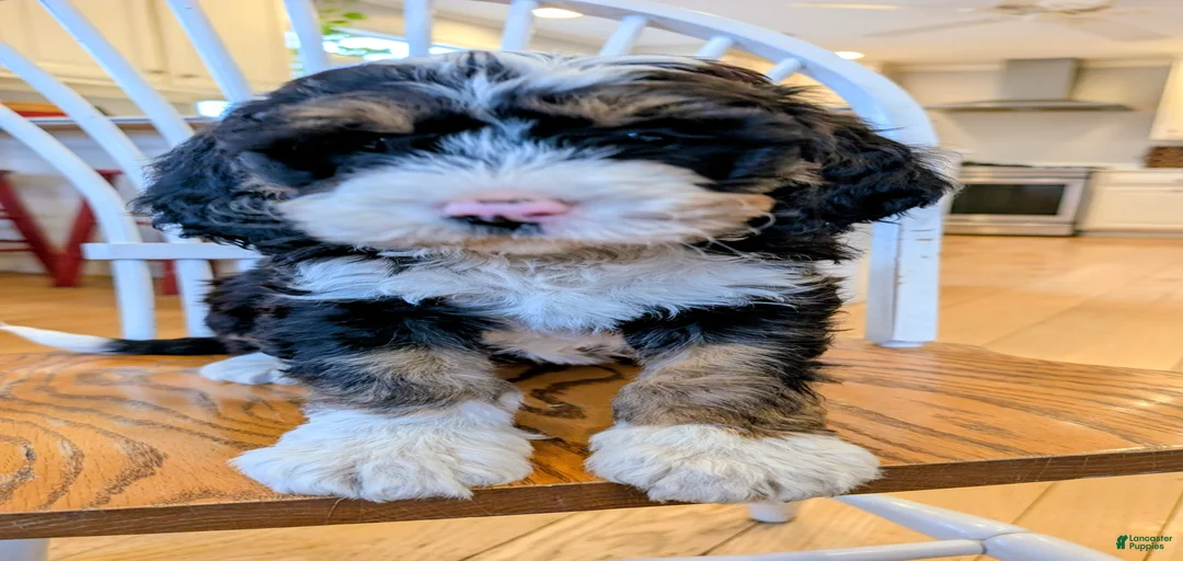 Gallery Image {{count}}