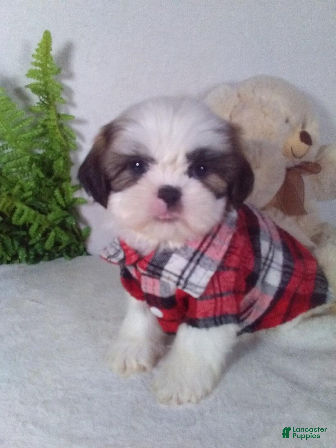 Shih Tzu dogs for sale: Cody - Ad 2