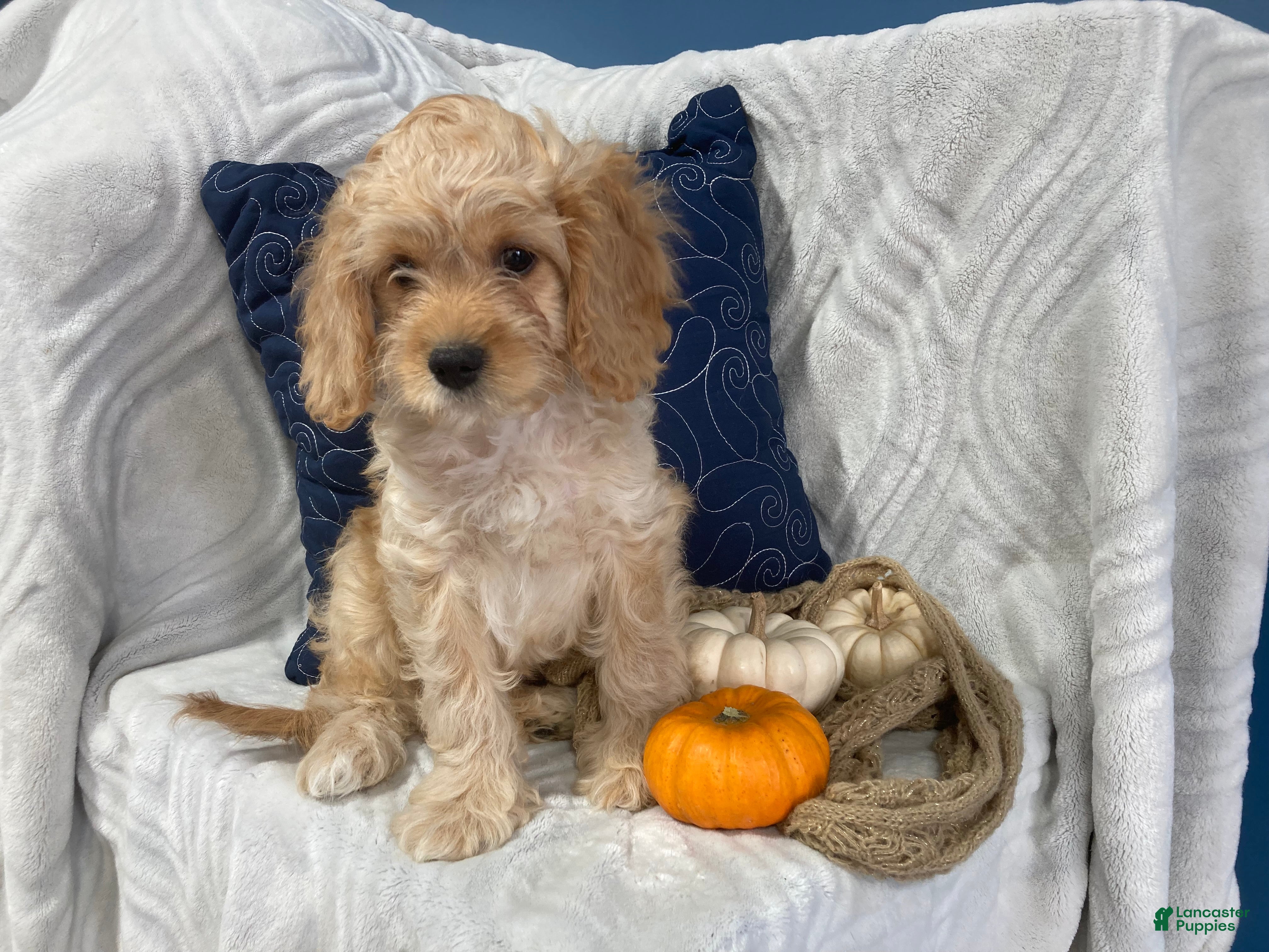 Cavapoo dogs Laredo  - Ad 2